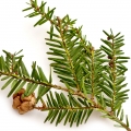 شوکران سیاه یاتسوگا Black Hemlock or Tsuga